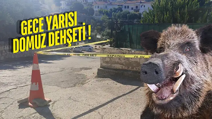 Güllük'te Domuz Saldırısı: 20 Yaşındaki Genç Kız Beton Zemine Çakılarak Ağır Yaralandı