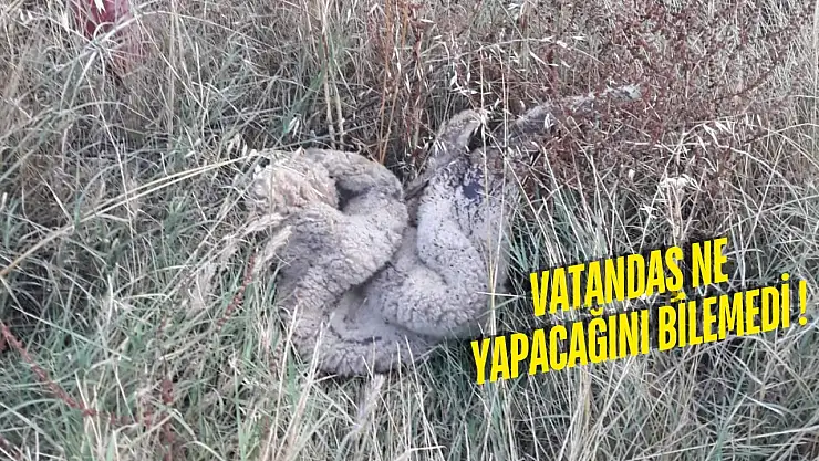 Kurban Derileri Toplanmadı: Milas'ta Yol Kenarları Deri Yığınına Döndü