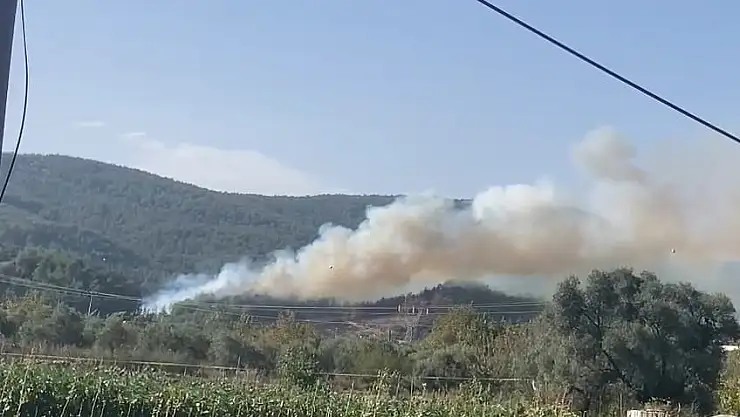 Milas Bencik Arasında Orman Yangını Çıktı