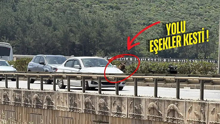 Milas-Bodrum karayolunda sıra dışı anlar: Eşekler yolu kapattı