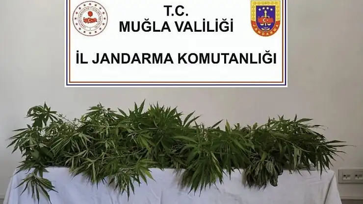 Milas Dahil 5 İlçede Uyuşturucu Operasyonu: 10 Kişi Yakalandı