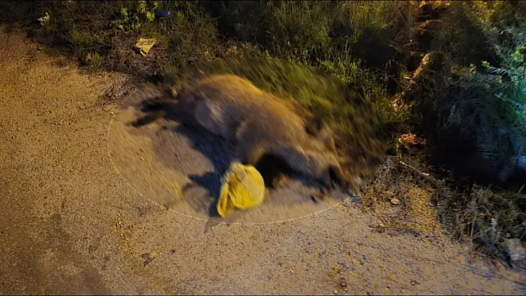 Milas Emek Mahallesi'nde korkutan manzara: Ayakları bağlı 4 domuz ölü halde bulundu