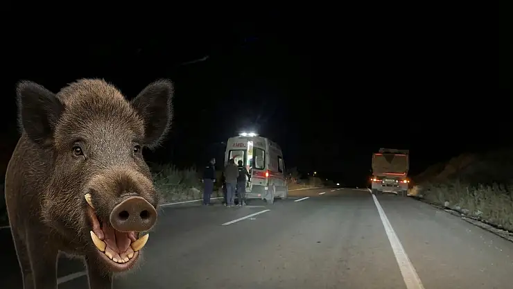 Milas'ta Yaban Domuzu Kazaya Neden Oldu: İki Yaralı