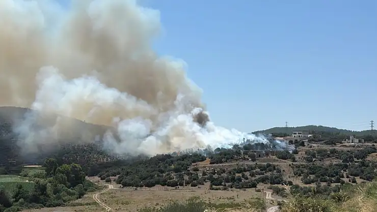Milas'ın Meselik Mahallesi'nde Ziraat Alanında Çıkan Yangın Kontrol Altına Alındı