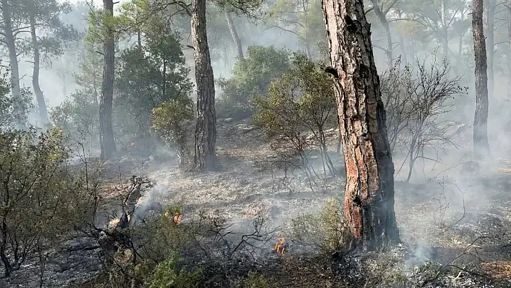 Milas Kırcağız Mahallesi Üst Kısımlarında Orman Yangını Başladı