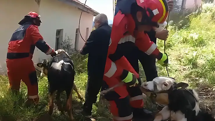 Milas'ta foseptik çukuruna düşen dana itfaiye ekiplerince kurtarıldı