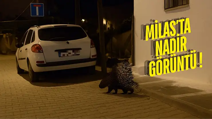 Milas'ta Gece Yarısı Sürpriz Misafir: Oklu Kirpi