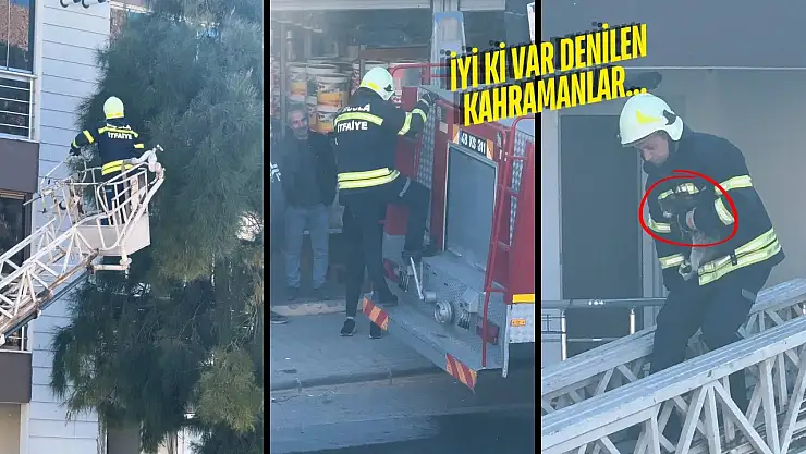 Milas'ta İki Günlük Esaret Son Buldu! İtfaiye, Ağaçta Mahsur Kalan Kediyi Kurtardı