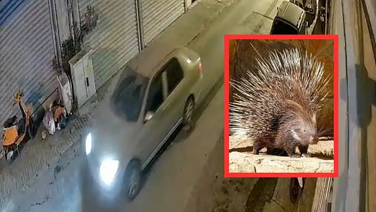 Milas'ta Oklu Kirpiyi Ezen Sürücü Gözaltına Alındı