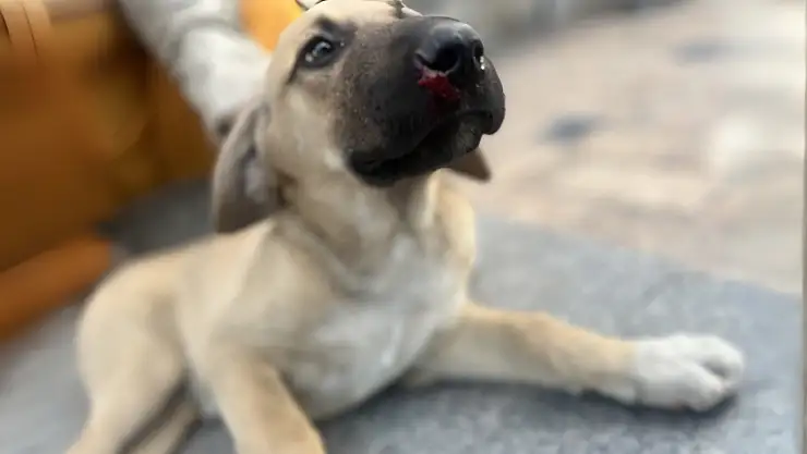 Milas'ta Yavru Köpeğe Çarpan Sürücü Olay Yerinden Kaçtı