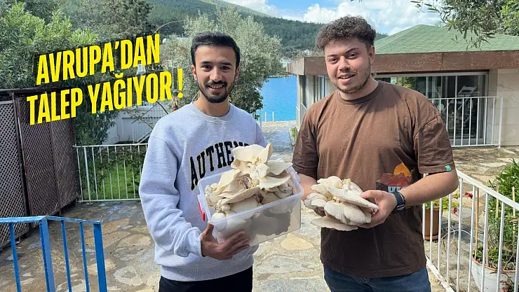 Milaslı gençler öğretmenliği bırakıp istiridye mantarı üretimine başladılar