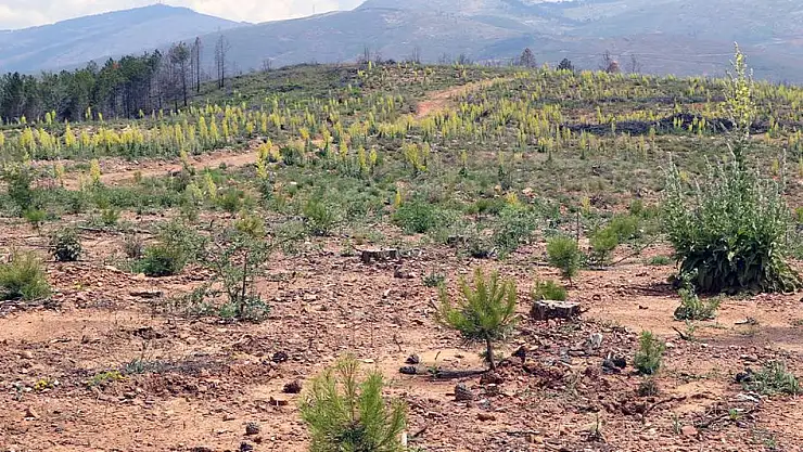 Milas’ta 2021 yılında yanan alanların tamamı ağaçlandırıldı: 20 bin kişi çalıştı