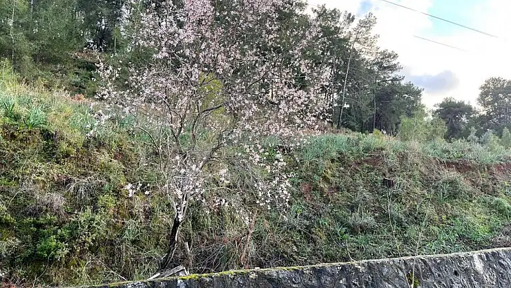Milas’ta Badem Ağaçları Çiçek Açtı
