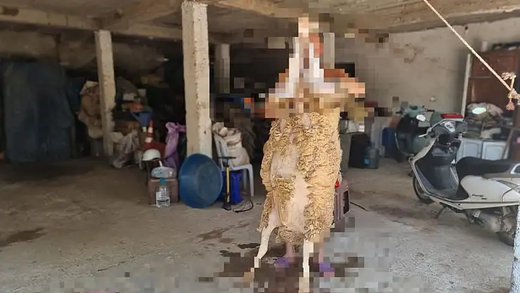 Milas’ta Kurban Bayramı Coşkusu Yaşanıyor: Kurbanlar Tekbirle Kesiliyor