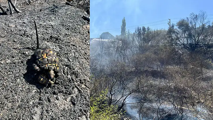 Milas’ta Yangın: Yavrusuna Siper Olan Anne Kaplumbağa ve Yavrusu Yanarak Can Verdi