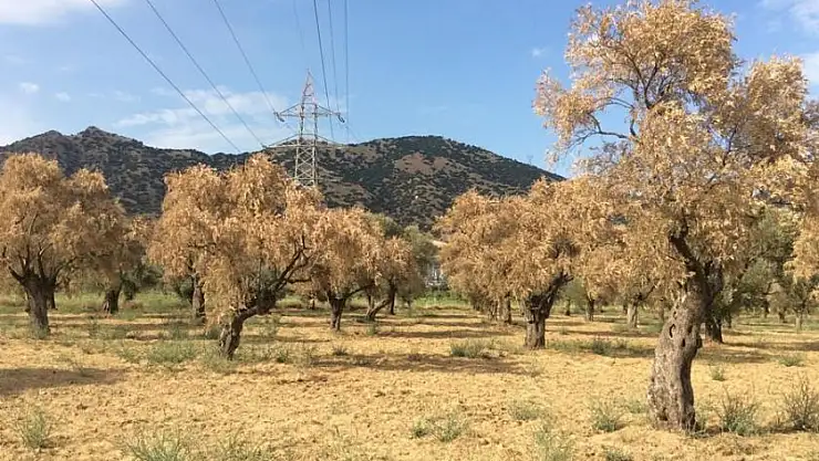 Milas’ta Zeytinyağı Üretimindeki Zorluklar ve Zeytin’in Geleceği