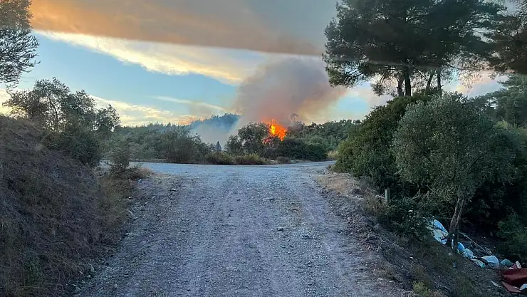 Milas'taki orman yangını söndürüldü