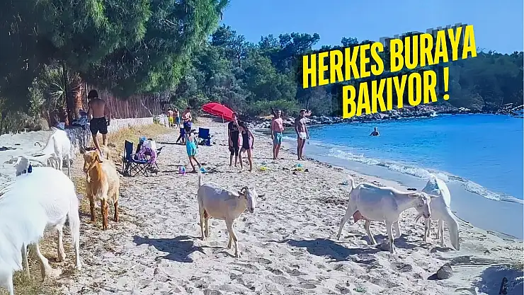 Muğla'da son 1 yılda en çok değer kazanan bölge Milas oldu