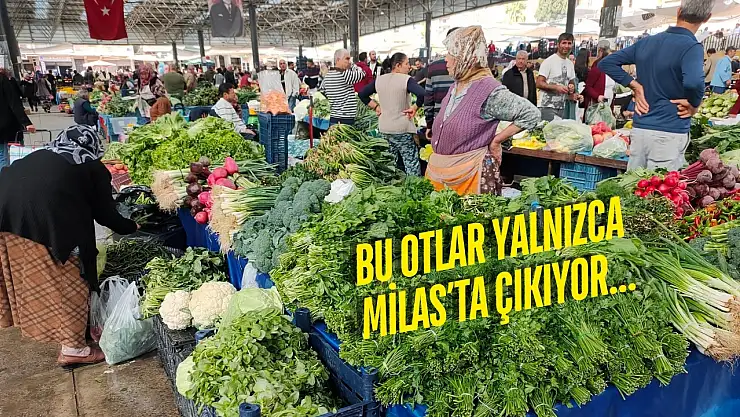 Pazarda bahar erken geldi: Milas tezgâhlarında neler var?