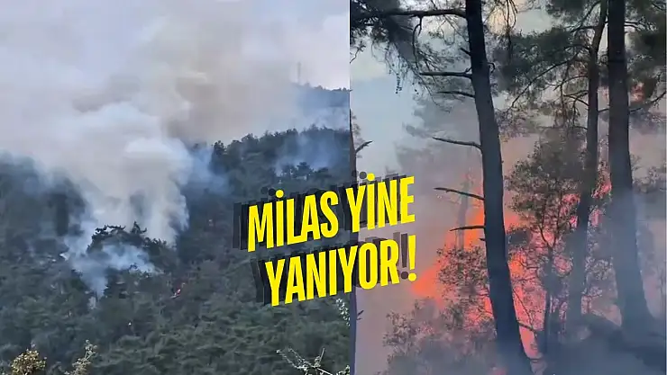 Rüzgârın etkisiyle büyüyen yangına çevre ilçelerden takviye