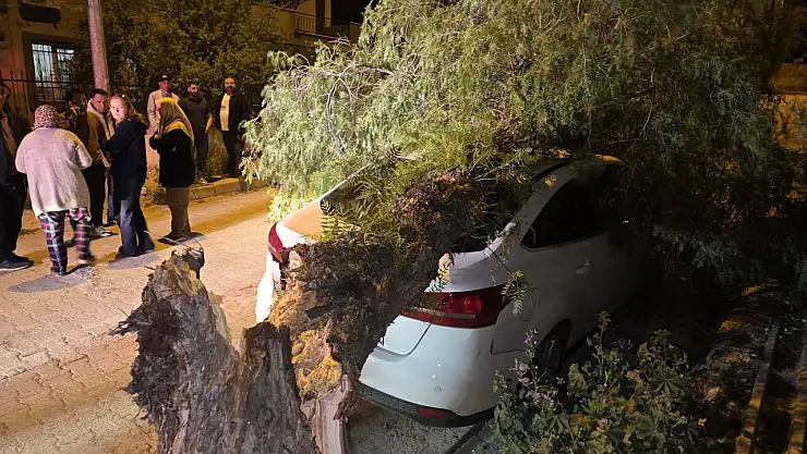 Rüzgarın etkisiyle kırılan ağaç park halindeki otomobilin üzerine düştü