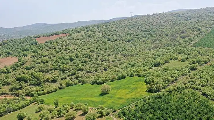 TOKİ’nin Milas'ta ormanlık alandaki projesi için 'ÇED gerekli değil' kararı