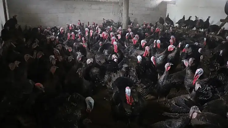 Yılbaşı Yaklaşıyor: Milas'ta Hindi Fiyatları 3 Bin TL'yi Buldu!