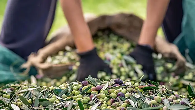 Zeytincilik Sektörü İhracatta 1 Milyar Dolara Koşuyor