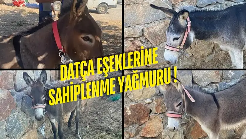 Bayıltılıp Kamyona Yüklendiler: Datça Eşekleri Türkiye'nin Gündeminde