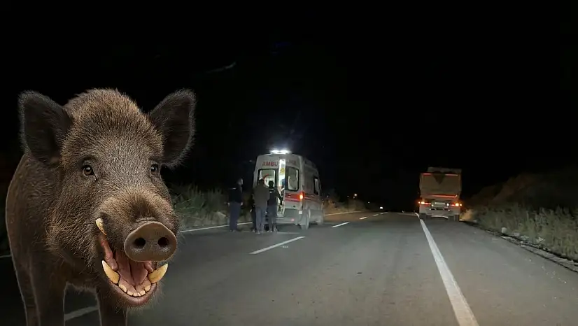 Milas'ta Yaban Domuzu Kazaya Neden Oldu: İki Yaralı