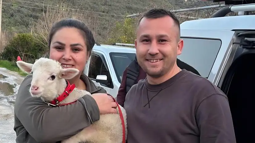 Milas'ta Sevgililer Günü'nde alışılmadık hediye: Kuzu