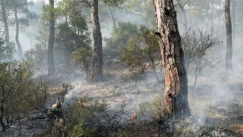 Milas Kırcağız Mahallesi Üst Kısımlarında Orman Yangını Başladı