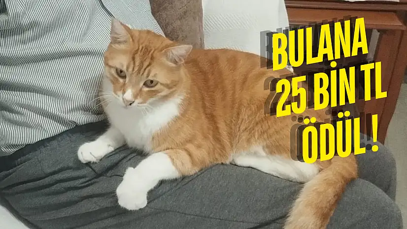 Milas'ta 25 Bin TL Ödüllü Kayıp Kedi Aranıyor