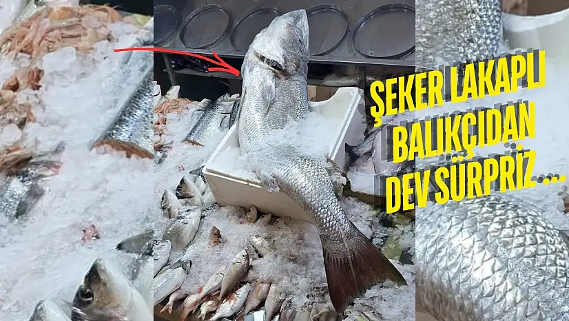 Milas'ta dev granyoz görenleri şaşırttı