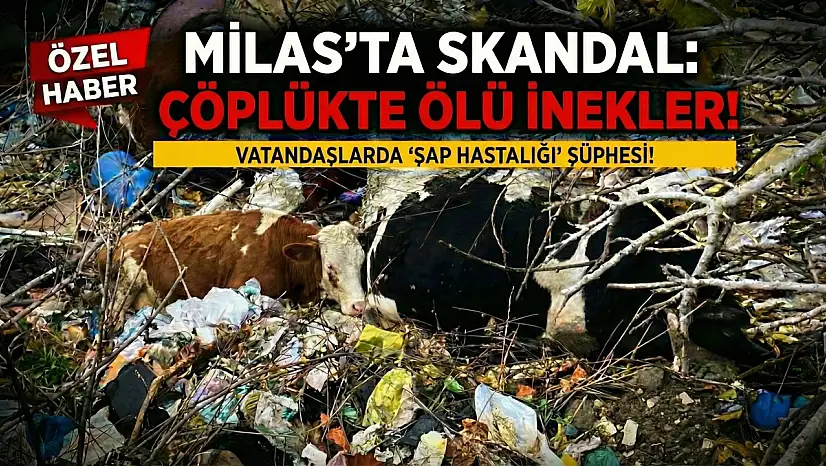 Milas'ta Korkunç Manzara: Çöplerin Arasından Ölü İnekler Çıktı!