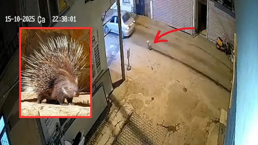 Milas'ta Oklu Kirpinin Ölümü Yürek Burktu