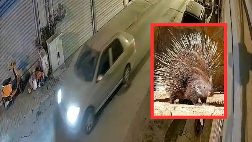 Milas'ta Oklu Kirpiyi Ezen Sürücü Gözaltına Alındı