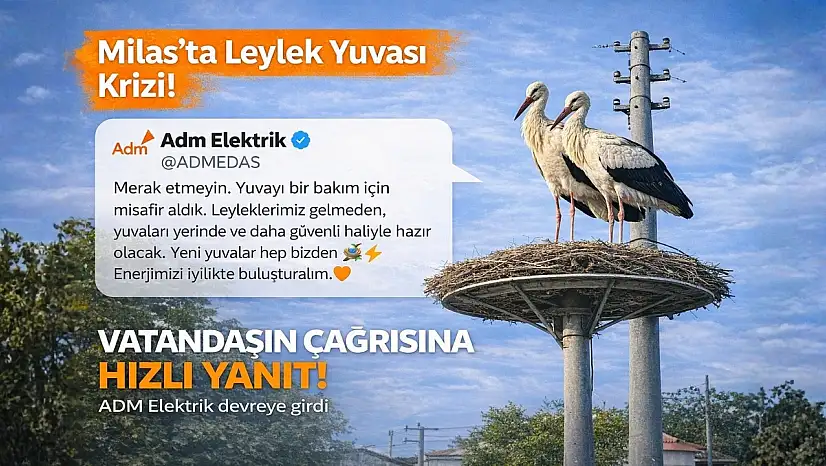 Milas'ta vatandaşın dikkati leylekleri evsiz kalmaktan kurtardı: Resmi açıklama geldi