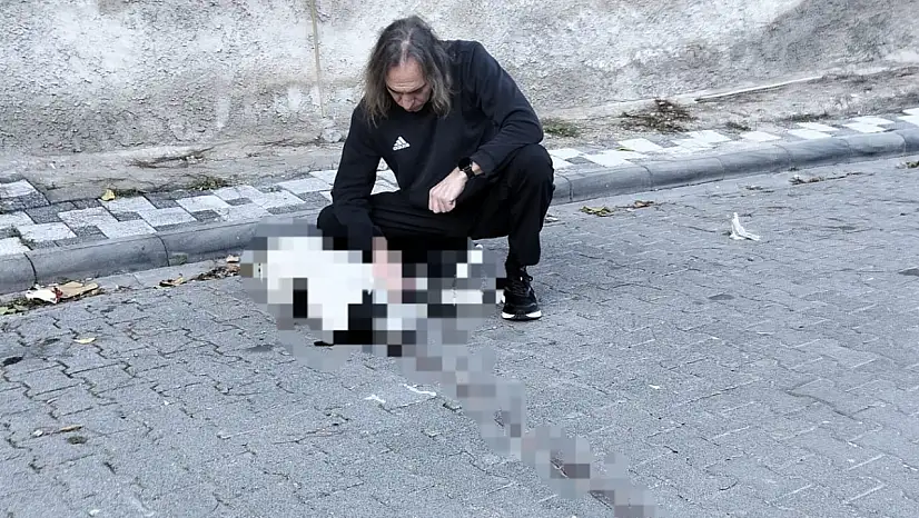 Milas'ta Vicdanları Yaralayan Olay: Köpeğe Çarpıp Arkasına Bakmadan Kaçtı!