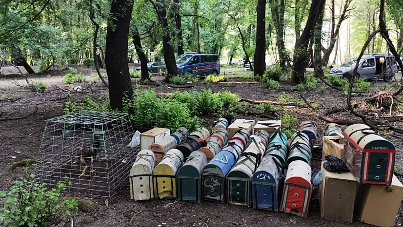 Muğla'da Hayvanları Koruma Derneği Başkanı Horoz Dövüşünden Suçüstü Yakalandı