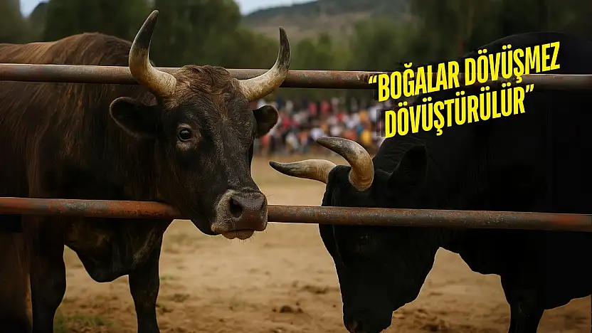 Bodrum'da planlanan boğa güreşi tepkiler üzerine iptal edildi