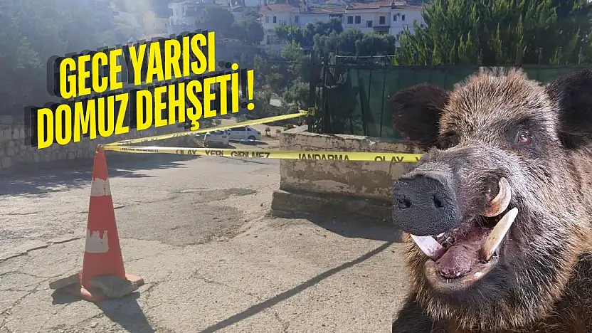 Güllük'te Domuz Saldırısı: 20 Yaşındaki Genç Kız Beton Zemine Çakılarak Ağır Yaralandı