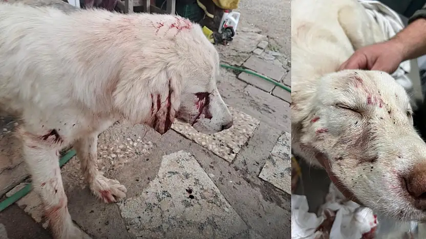 Milas Damliboğaz Mahallesi'nde bir köpek tüfekle vuruldu durumu kritik