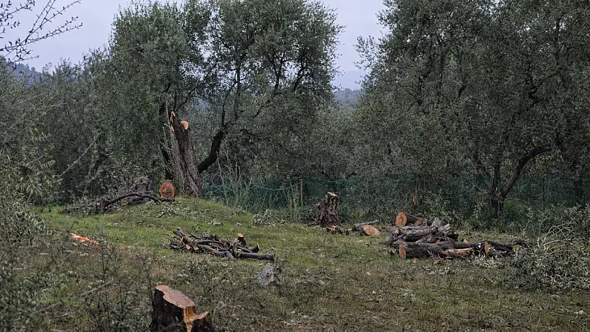 Milas'ta Akbelen tartışmaları sürerken Menteş'te zeytin ağaçlarının kesilmesi gündem oldu