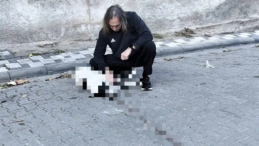 Milas'ta Vicdanları Yaralayan Olay: Köpeğe Çarpıp Arkasına Bakmadan Kaçtı!