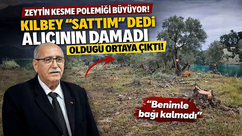 Milas'ta zeytin ağacı kesme polemiği büyüyor: Kılbey 'sattım'' dedi, alıcının damadı olduğu ortaya çıktı