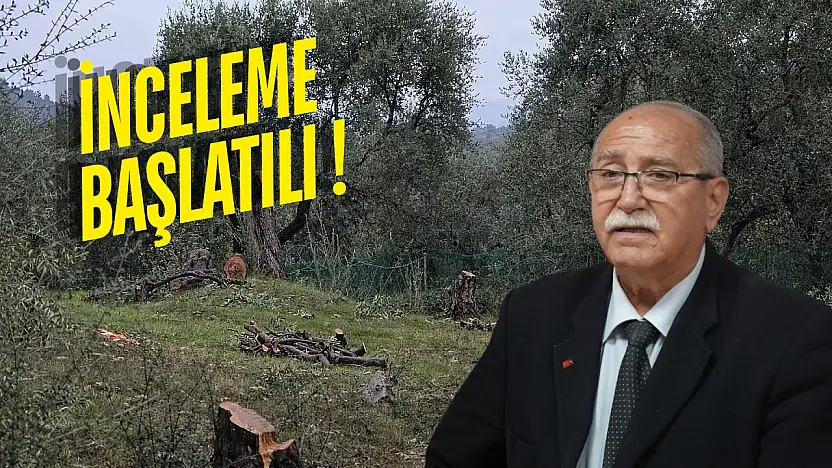 Milas'ta zeytin ağaçlarının kesildiği zeytinliğin CHP Milas İlçe Başkanı Ahmet Kılbey'e ait olduğu öğrenildi