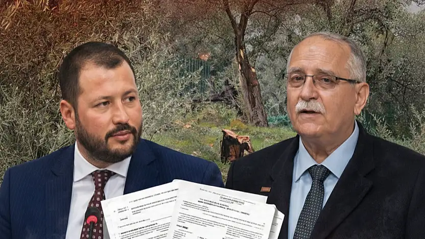 Milas'ta zeytin polemiği büyüyor: AK Parti'den 'aile boyu ruhsat' iddiası