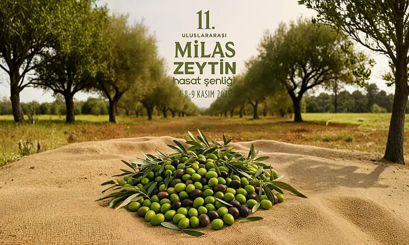 11. Uluslararası Milas Zeytin Hasat Şenliği başlıyor: Zeytinin başkentinden üç gün sürecek kutlama