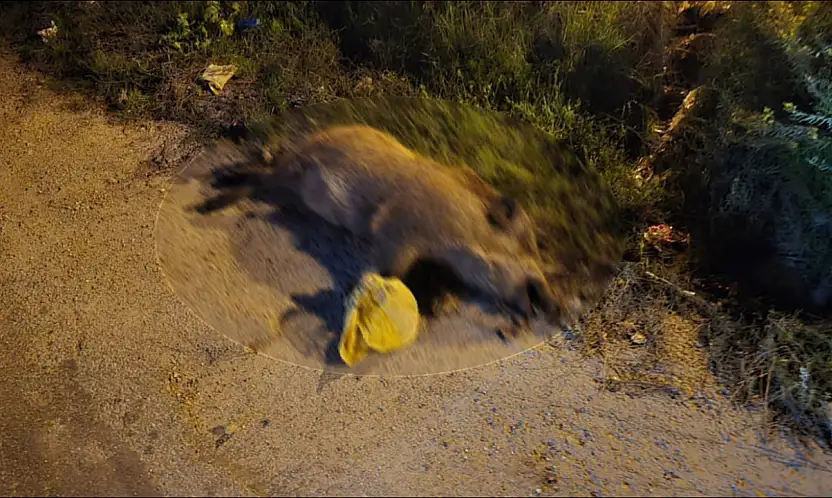 Milas Emek Mahallesi'nde korkutan manzara: Ayakları bağlı 4 domuz ölü halde bulundu